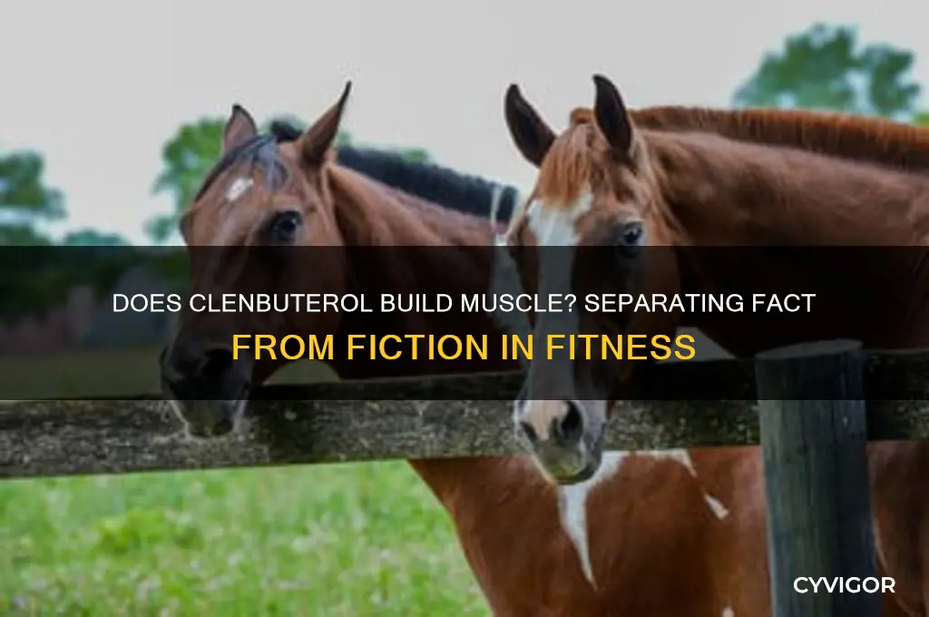 does clen gain muscle