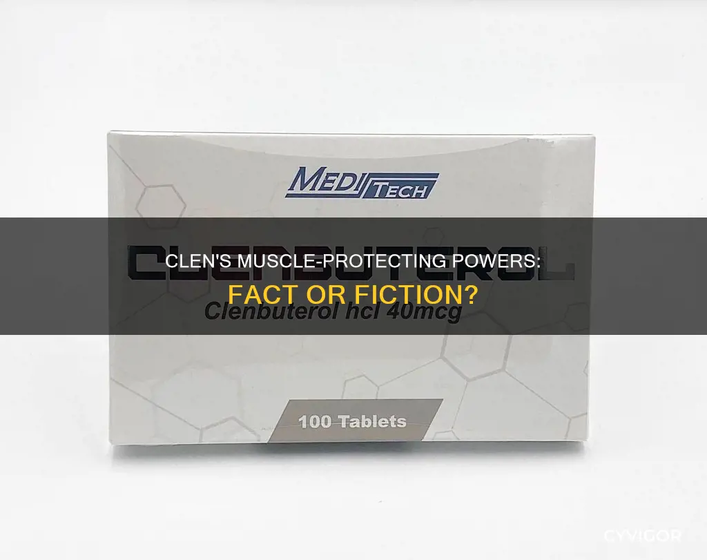 does clen protect muscle