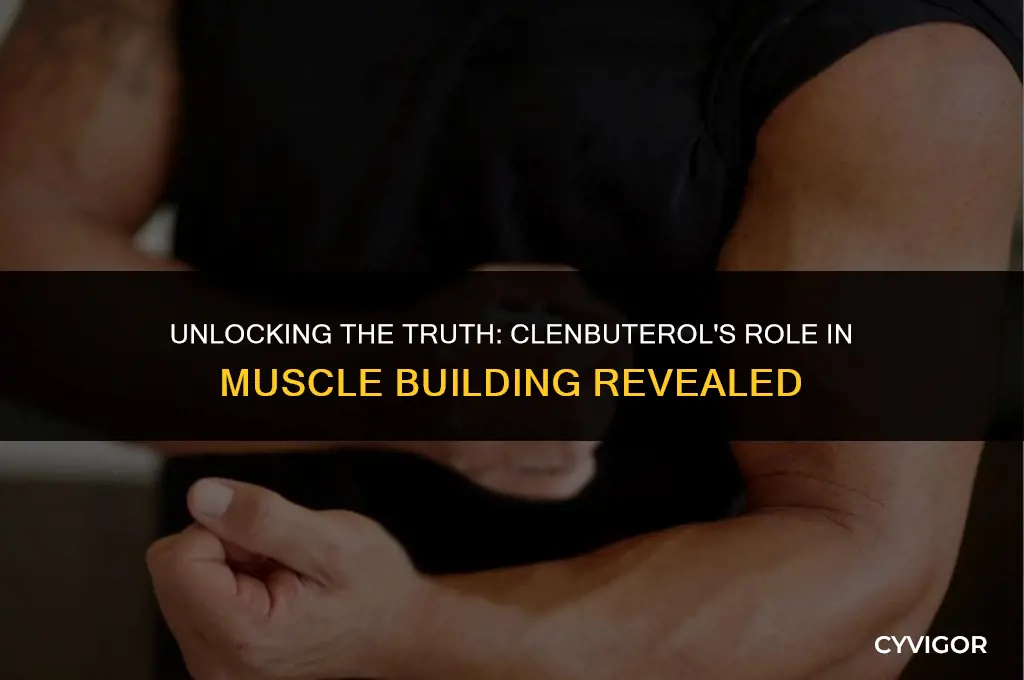 does clenbuterol build muscle