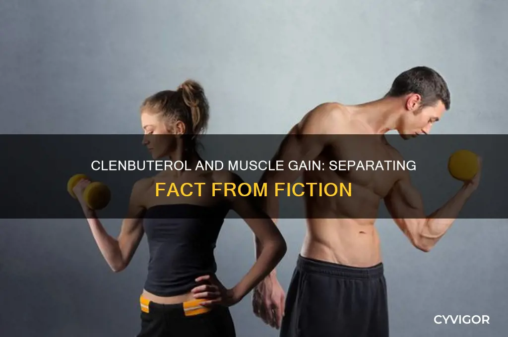 does clenbuterol gain muscle