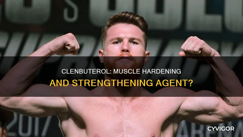 does clenbuterol harden muscles