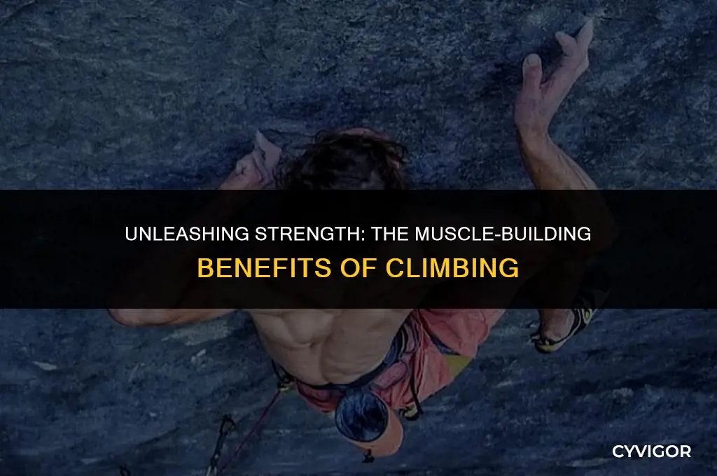 does climbing build muscle