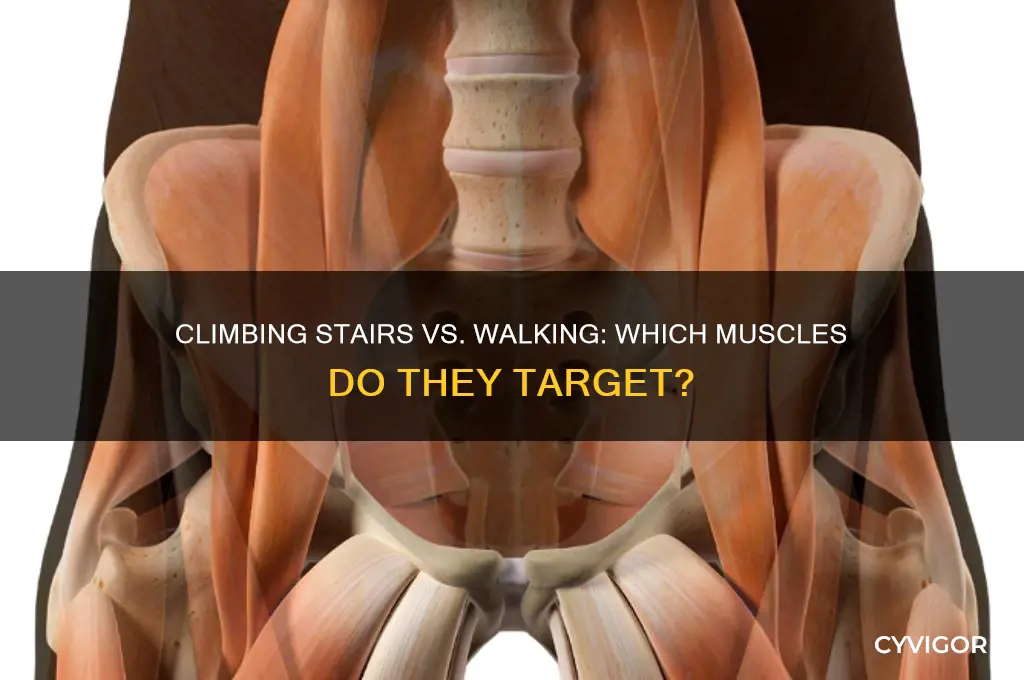 does climbing stairs work the same muscles as walking