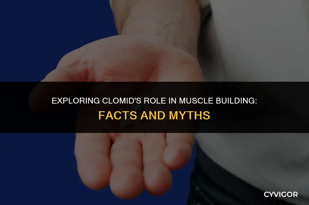 does clomid help build muscle