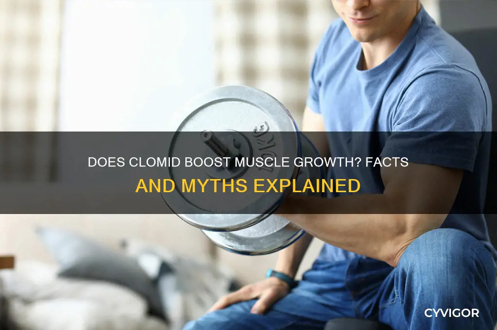 does clomid make you gain muscle