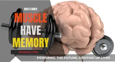 Muscle Memory Mechanism: How Does it Work?