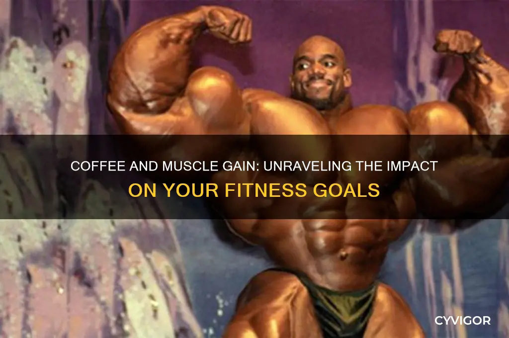 does coffee affect muscle gain