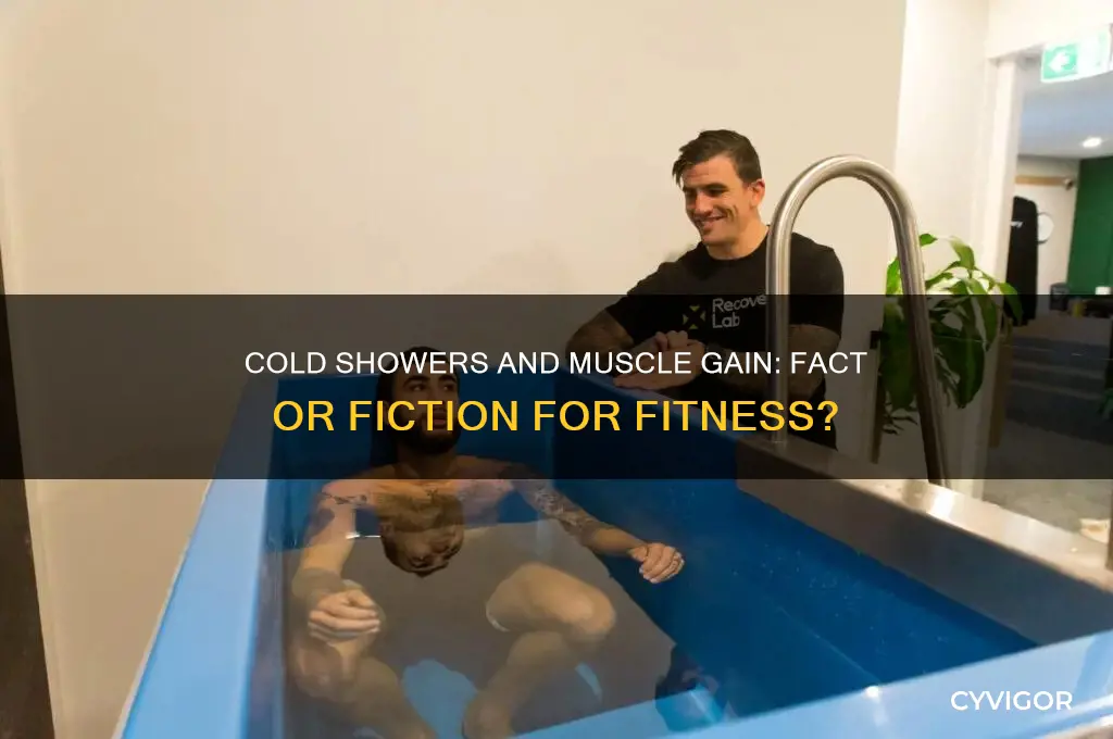 does cold showers affect muscle gain