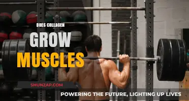 Can Collagen Boost Muscle Growth? Separating Fact from Fiction