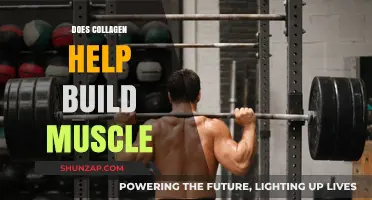 Unlocking Muscle Growth: The Surprising Role of Collagen