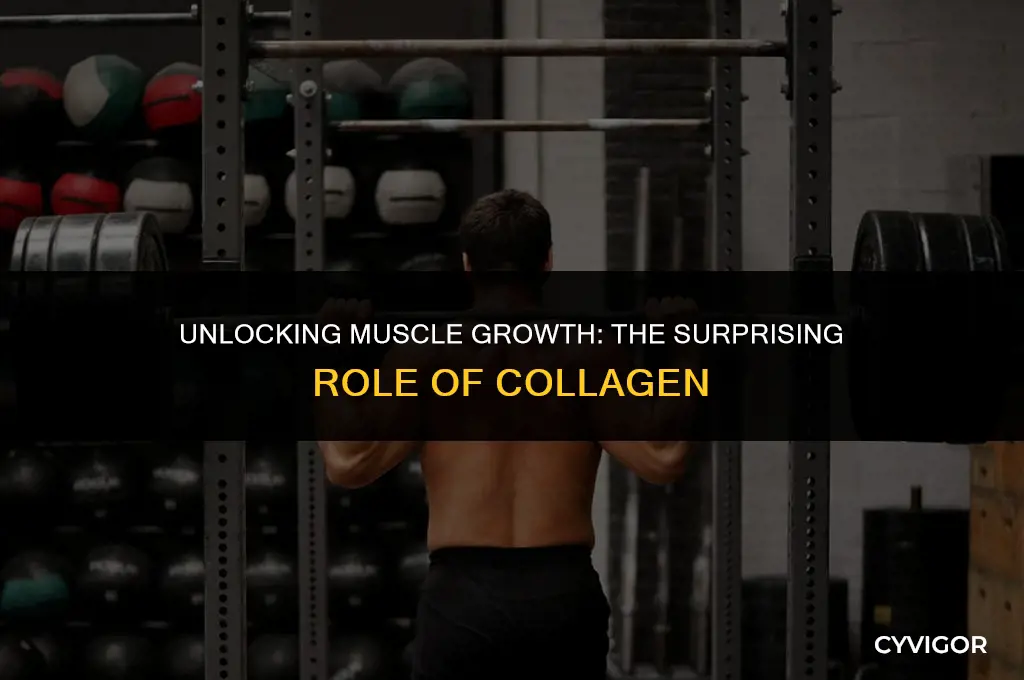 does collagen help build muscle