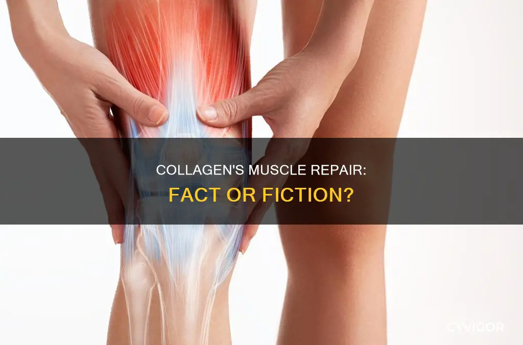 does collagen repair muscles