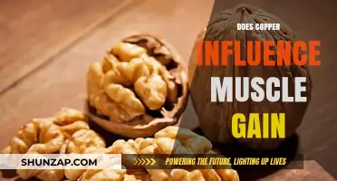 Copper's Role in Muscle Growth: Fact or Fitness Fiction?