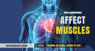 Unraveling the Impact of Coronavirus on Muscle Health