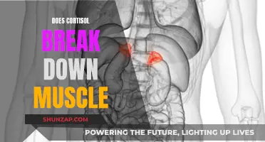 Cortisol's Impact: Muscle Breakdown and Body Transformation
