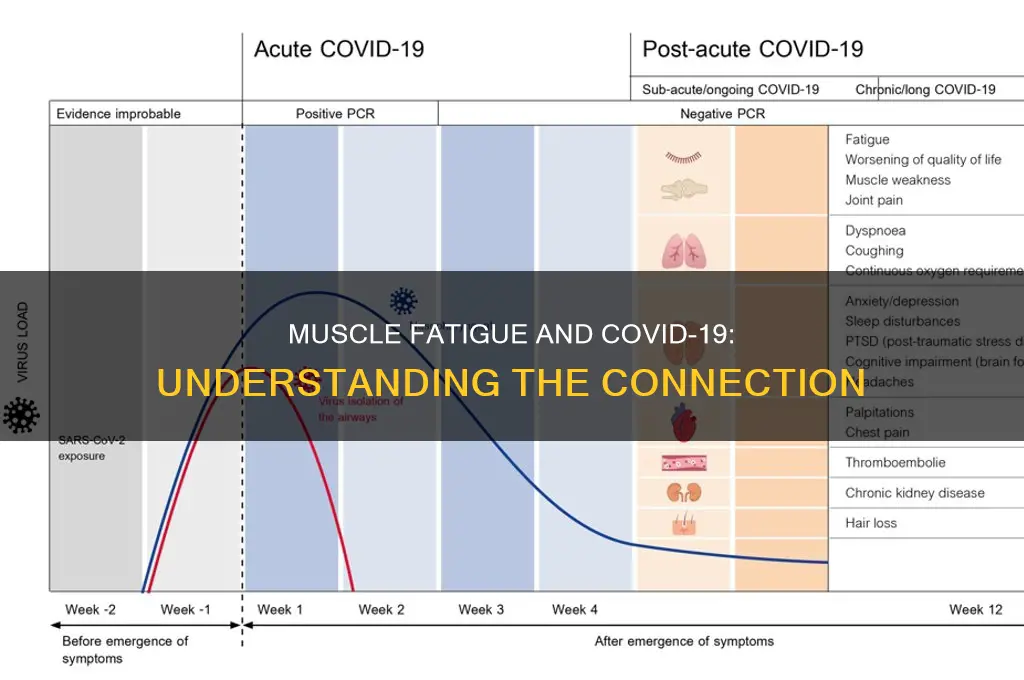 does covid 19 cause muscle fatigue