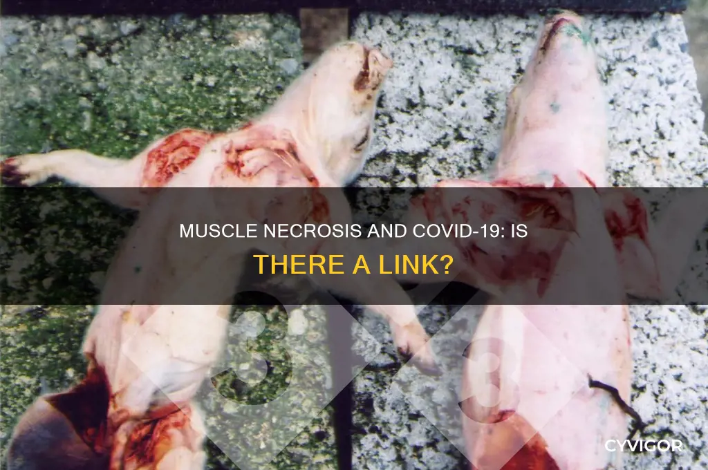 does covid-19 cause muscle necrosis