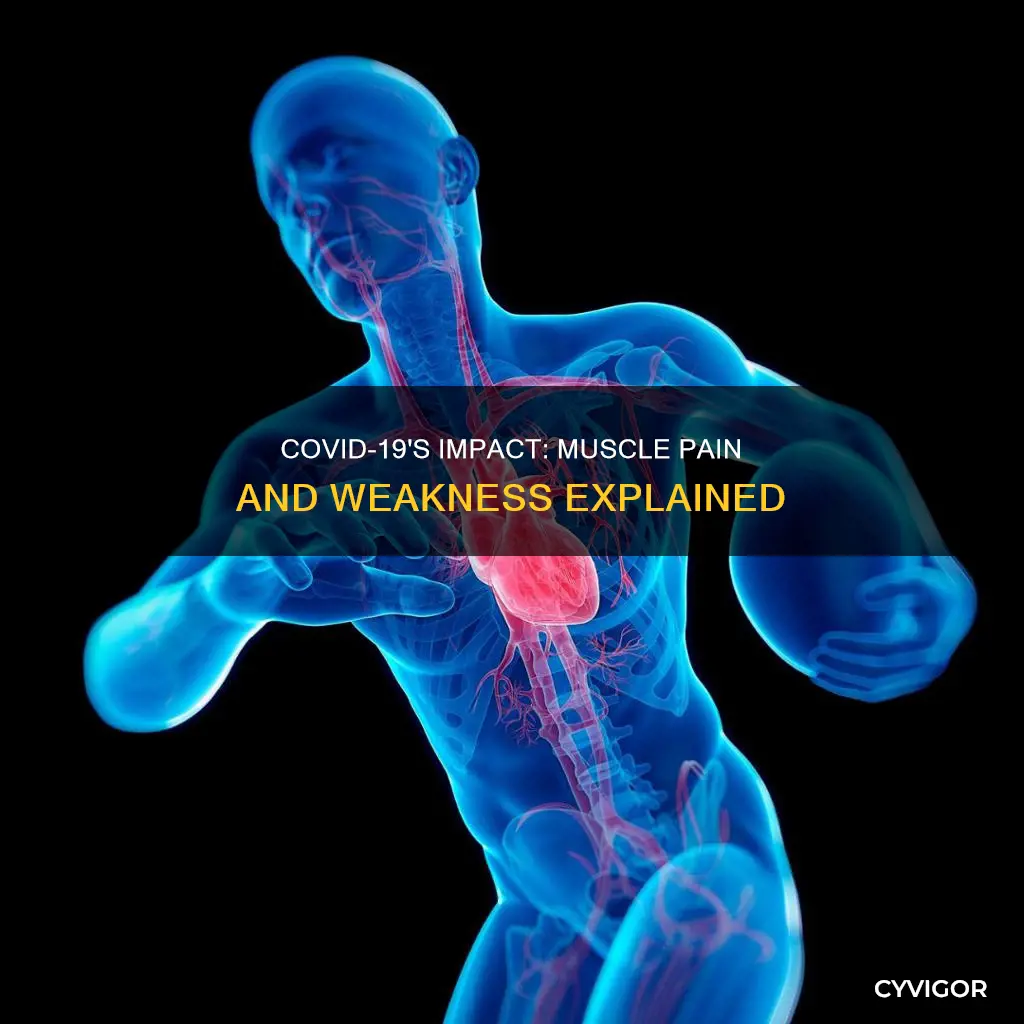 does covid attack muscles