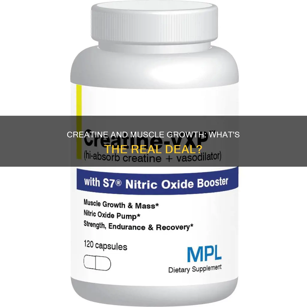 does creatine cause muscle growth