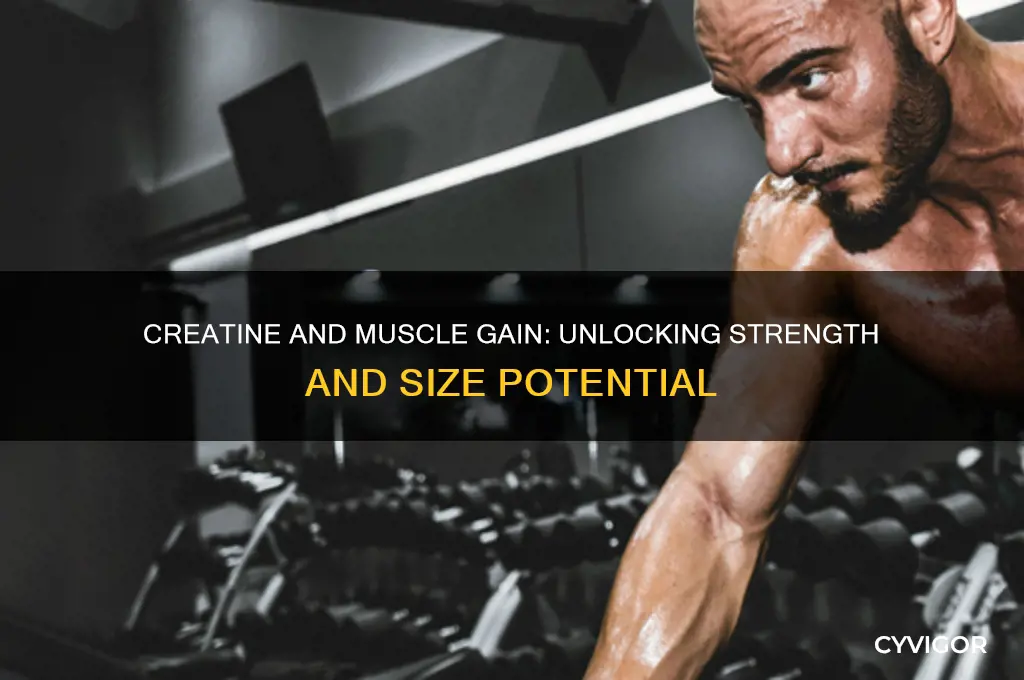 does creatine help you gain muscle