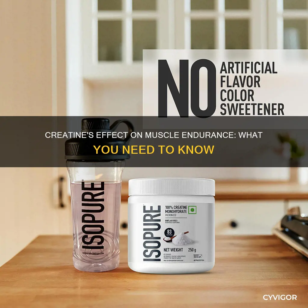 does creatine increase muscle endurance