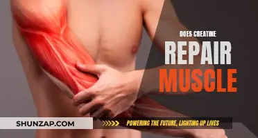 Creatine's Muscle Repair and Strength Benefits Explained