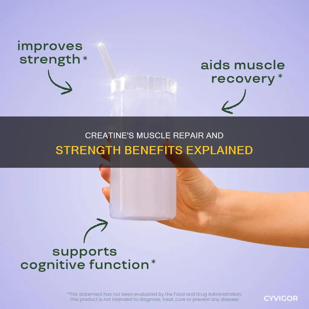 does creatine repair muscle