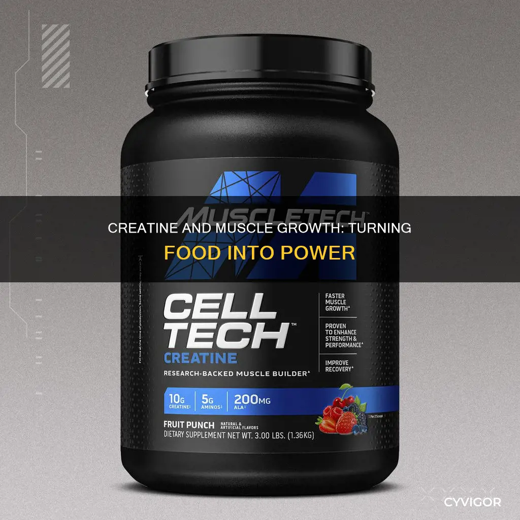 does creatine turn food muscle
