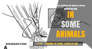 Exploring the Role of the Cremaster Muscle in Animal Reproduction
