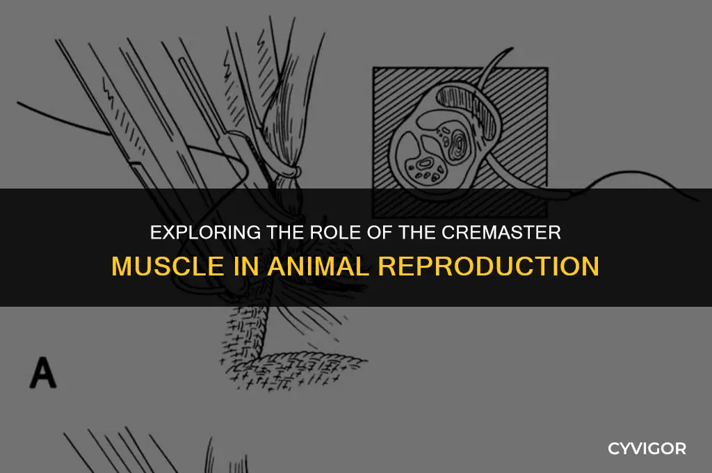 does cremaster muscle affect reproduction in some animals