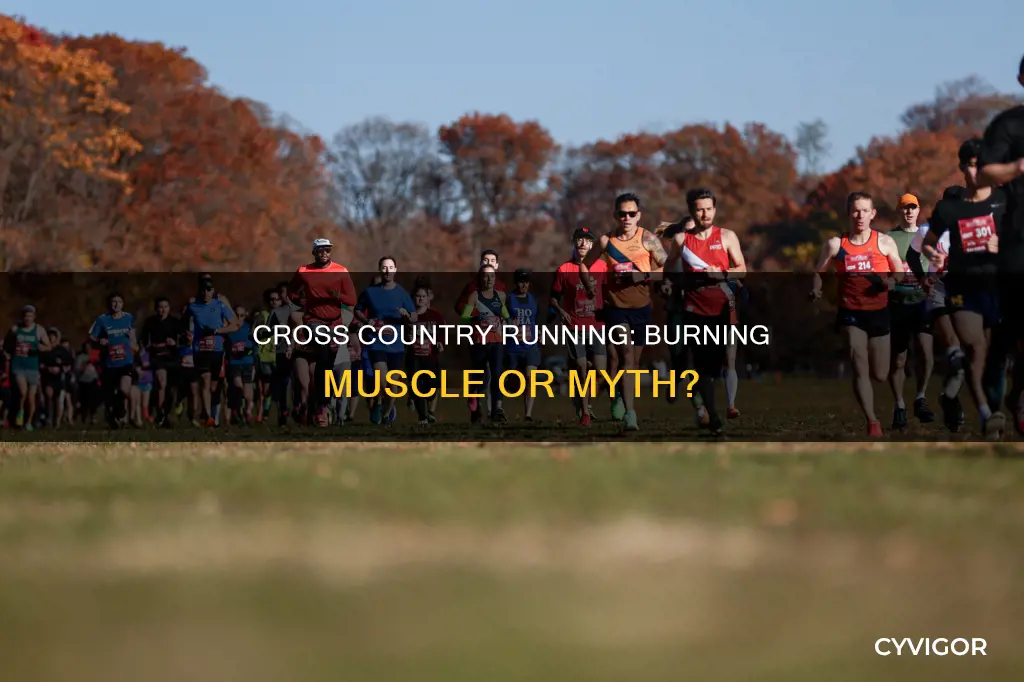 does cross country burn muscle