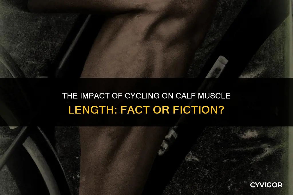 does cycling shorten calf muscles