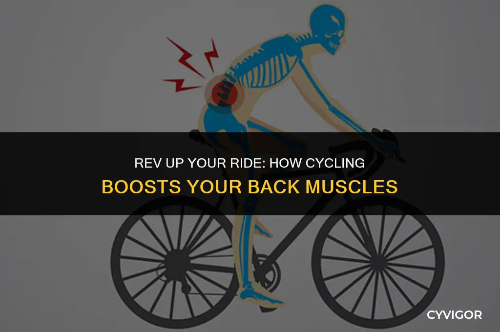 does cycling strengthen back muscles