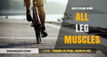 Cycling's Impact: Engaging All Leg Muscles or Just a Few?