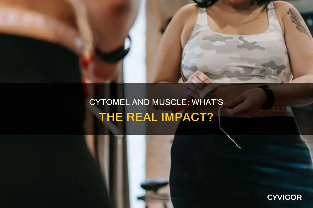 does cytomel burn muscle