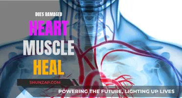 Healing a Broken Heart: Can Damaged Heart Muscle Mend?