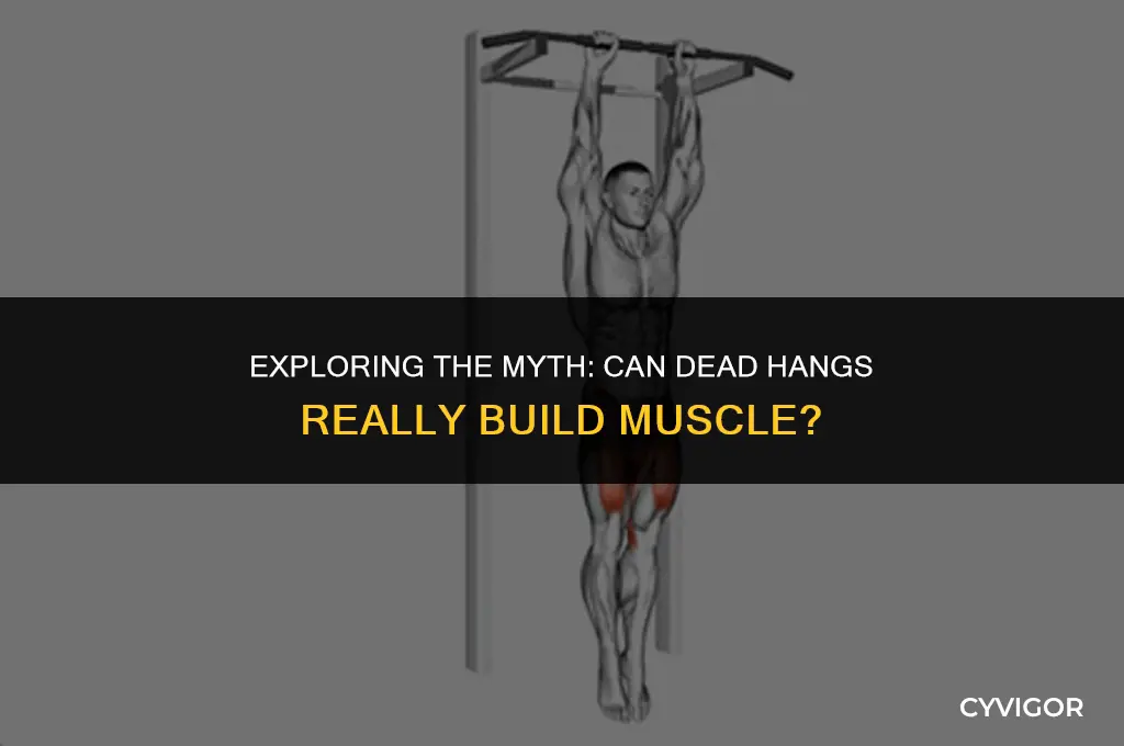 does dead hang build muscle