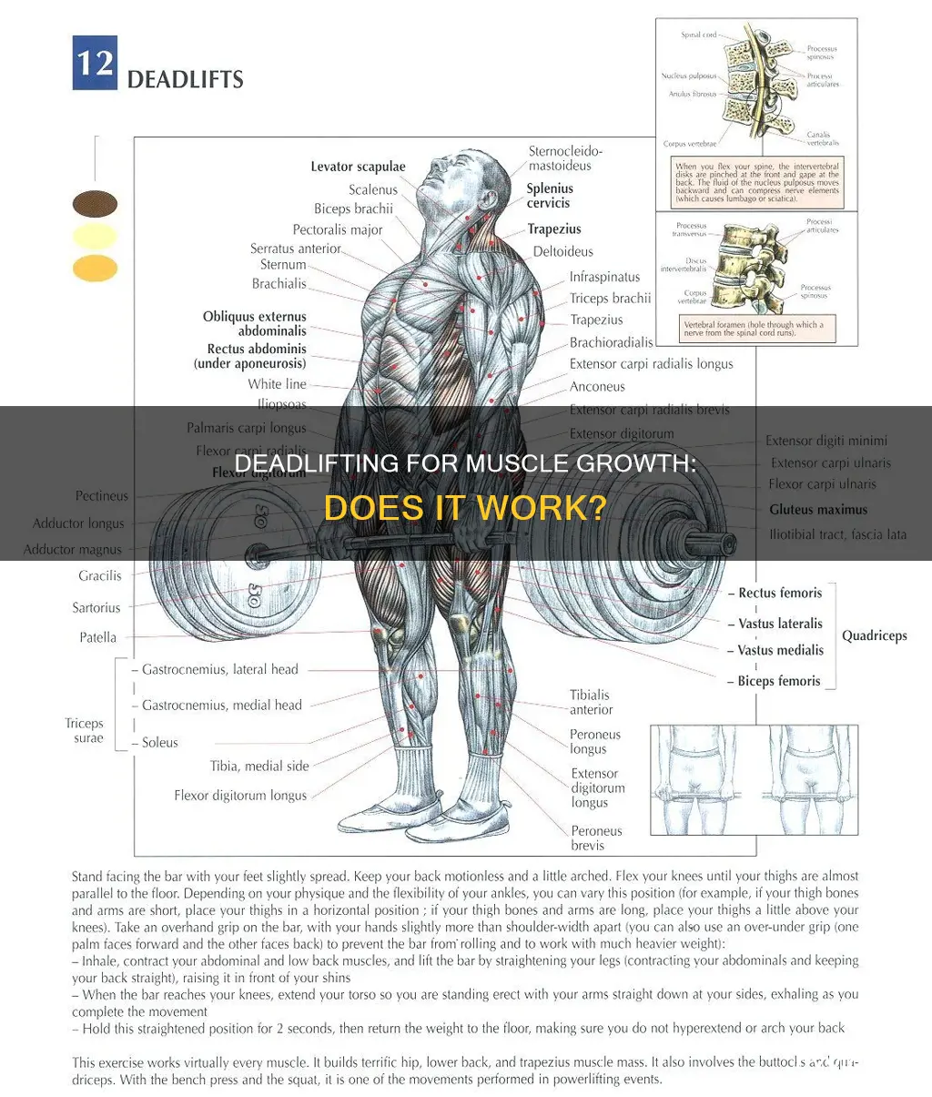 does deadlift increase muscle