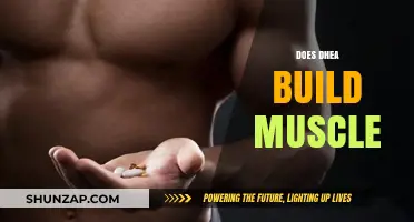 Unlocking the Potential: DHEA's Role in Muscle Building Explained