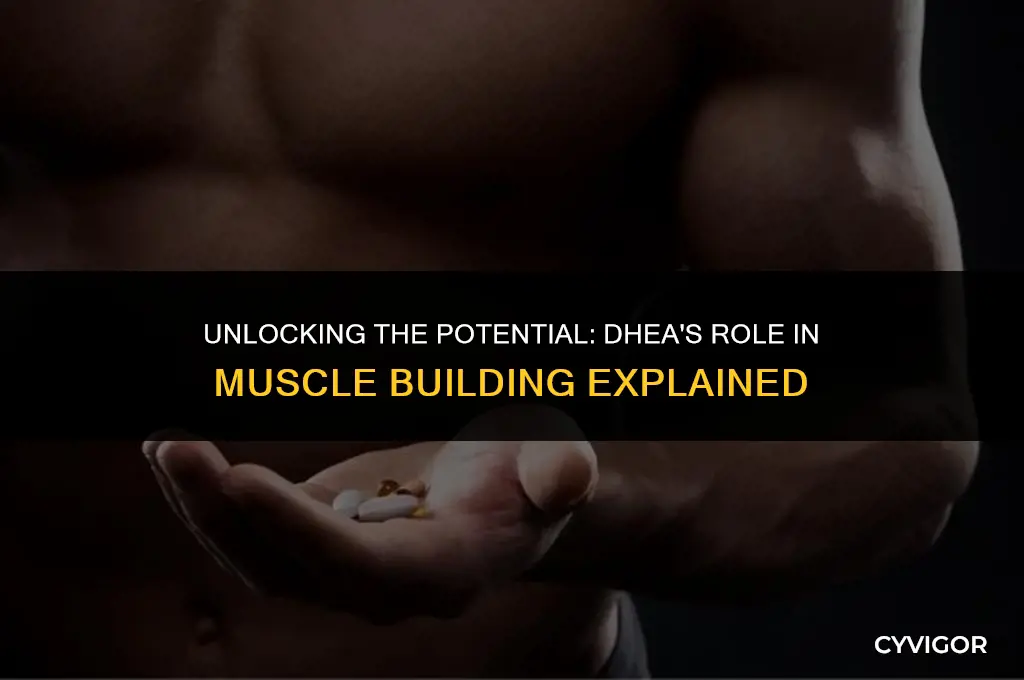 does dhea build muscle
