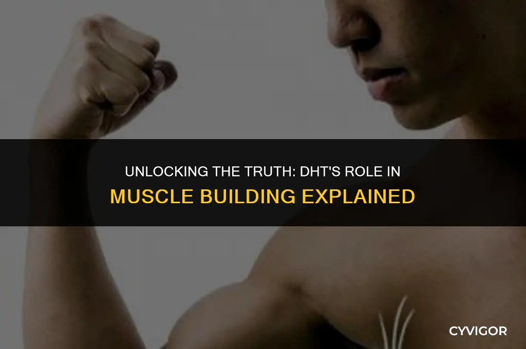 does dht build muscle