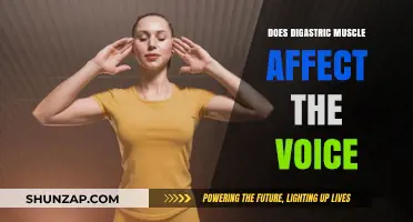 Exploring the Impact of Digastric Muscle on Voice Quality