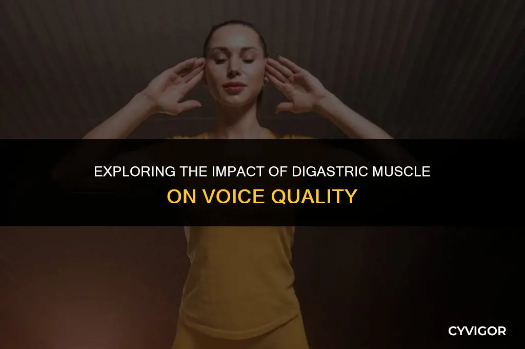 does digastric muscle affect the voice