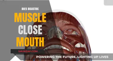 Digastric Muscle: Can It Close Our Mouth?