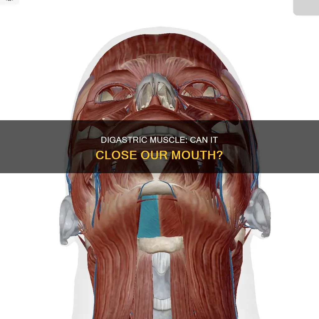 does digastric muscle close mouth