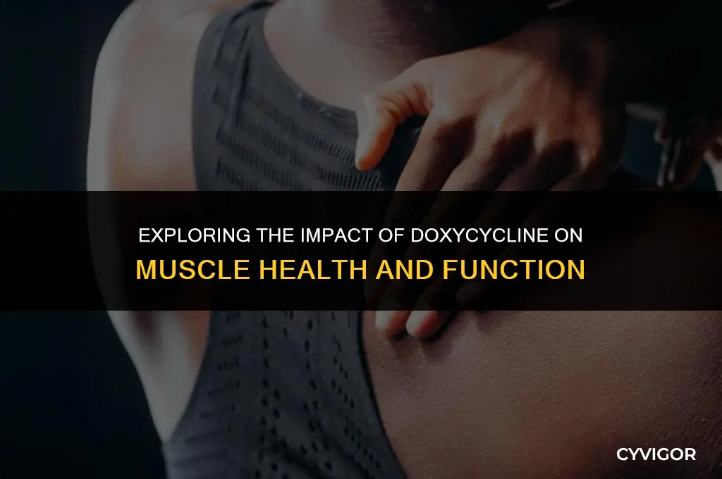 does doxycycline affect muscles