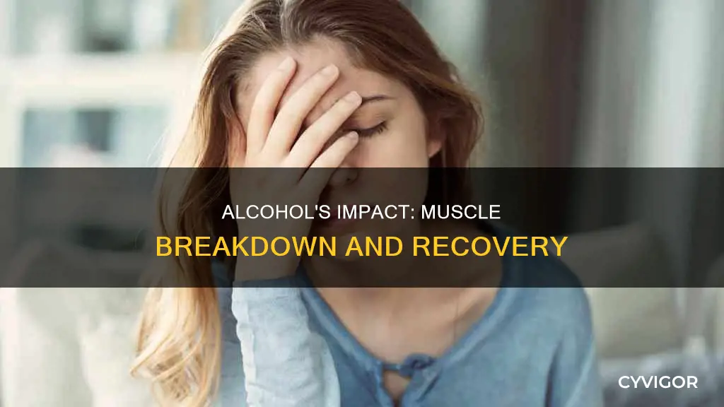 does drinking break down muscle