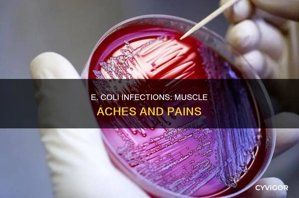 does e coli cause muscle aches