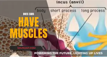 The Muscular Mystery of Our Ears