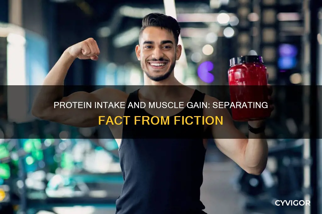 does eating a lot of protein make you gain muscle